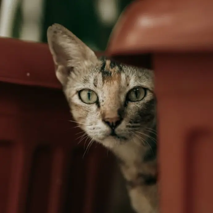 A candid close-up of a curious cat peeking through shadows — capturing raw emotion, stillness, and the beauty of unscripted moments.