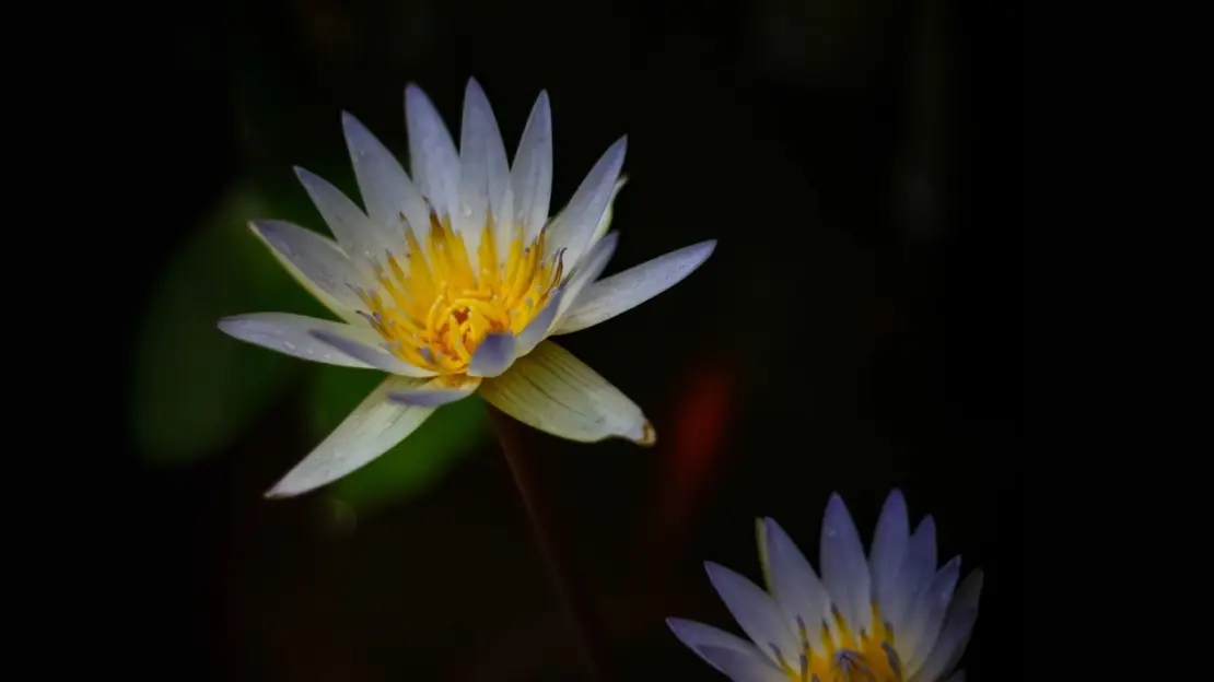 A delicate bloom captured in soft light — revealing nature’s quiet poetry through vibrant detail and cinematic stillness.