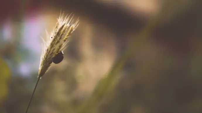 A quiet macro moment — a ladybug clings to a wheat stalk, bathed in soft light, celebrating nature’s detail and cinematic subtlety.