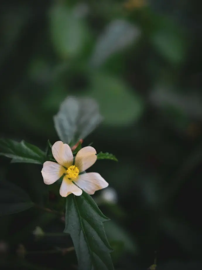 A soft yellow wildflower blooms gently against deep green foliage — a quiet, cinematic frame that captures nature’s raw, untamed poetry. Perfectly imperfect, just like every story Ozul Films tells.