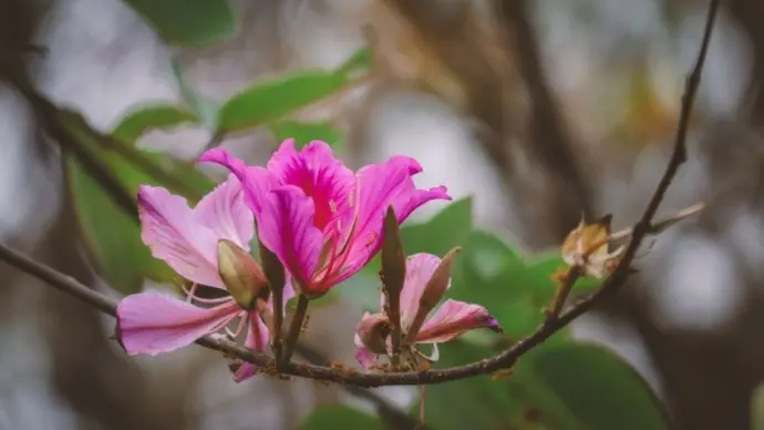 Delicate pink petals bloom boldly against muted forest tones — a fleeting moment of beauty captured with soul. Just like every frame Ozul Films creates — real, raw, and poetic.