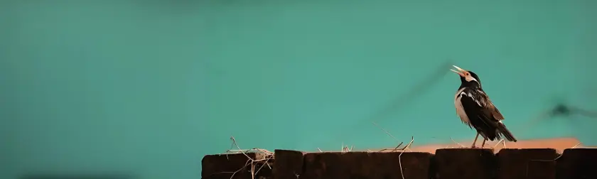A serene frame of a bird mid-song against a teal sky — capturing the beauty of nature through minimalism and cinematic stillness.