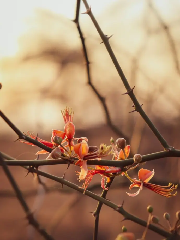 Amidst thorny branches, delicate orange blooms glow softly in golden light — a frame that captures contrast, resilience, and the poetic eye of Ozul Films.