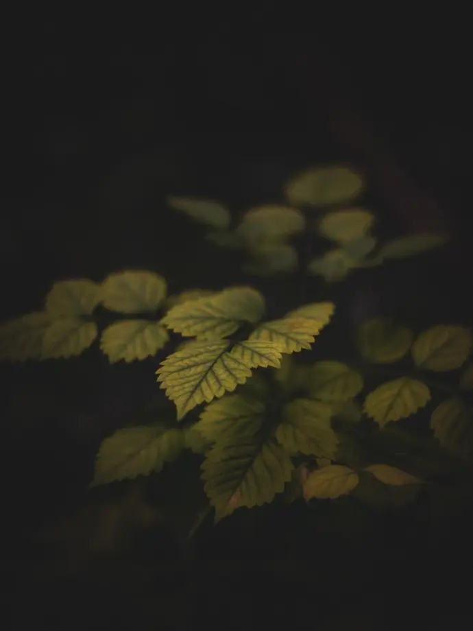 Soft light brushes across wild leaves, revealing quiet textures hidden in the shadows — a simple, cinematic still that echoes Ozul Films’ way of seeing beauty in the unnoticed.