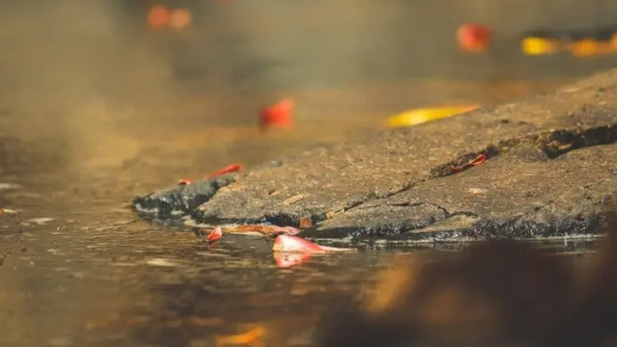 A quiet moment captured — fallen petals drift near weathered stone, reflecting the poetic stillness and earthy tones that define Ozul Films' storytelling lens.
